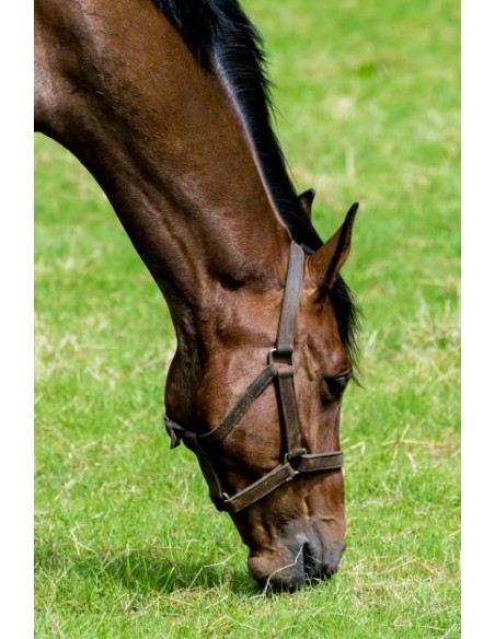 Pienso para caballos