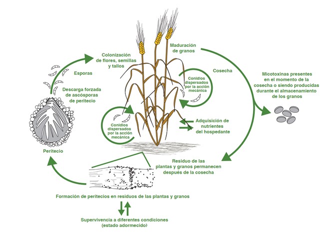 como-se-forman-micotoxinas-campo-almacenamiento