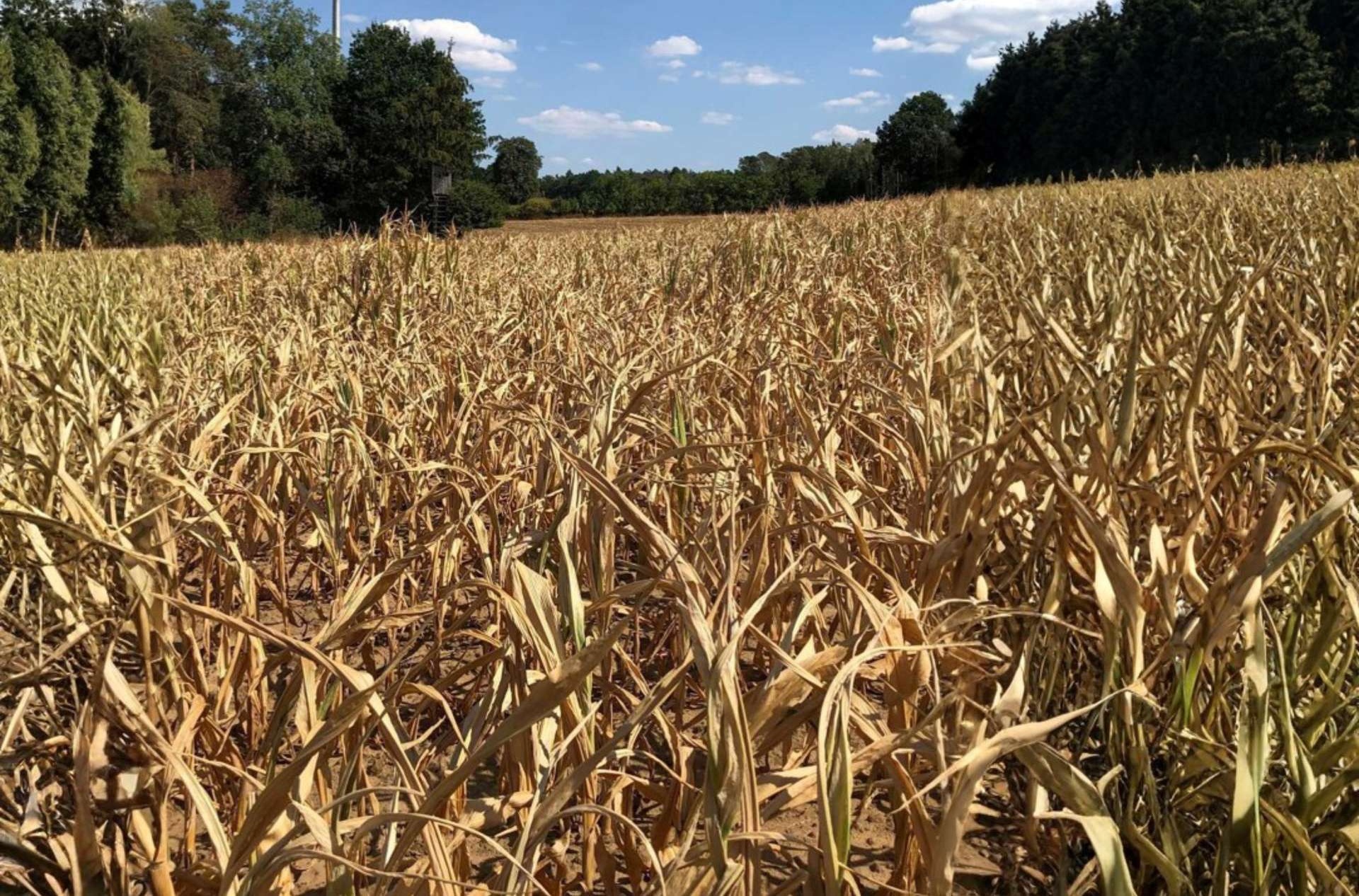 Campo de maíz afectado por la sequía