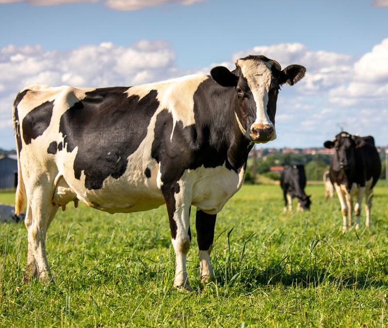 Ganader&iacute;a Vacuna