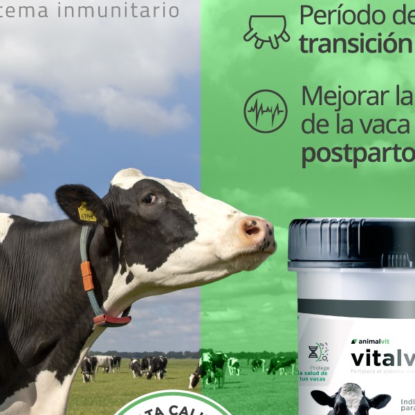 Los bolos para vacas de Animalvit. Curación sin antibióticos