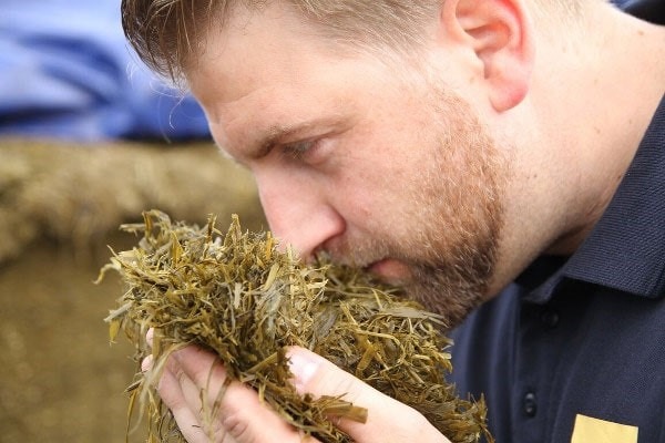Control sensorial del silo: detección y tratamiento de los síntomas del ensilaje de baja fermentación