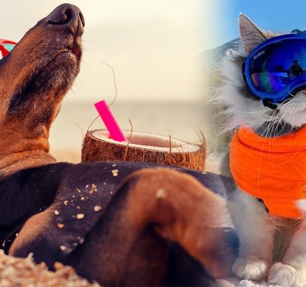 Vacaciones con amigos. Consejos para viajar con mascotas