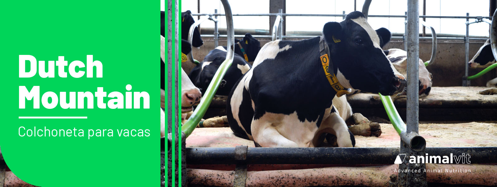 banner_dutch_mountain